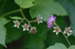 Purpleflowering raspberry